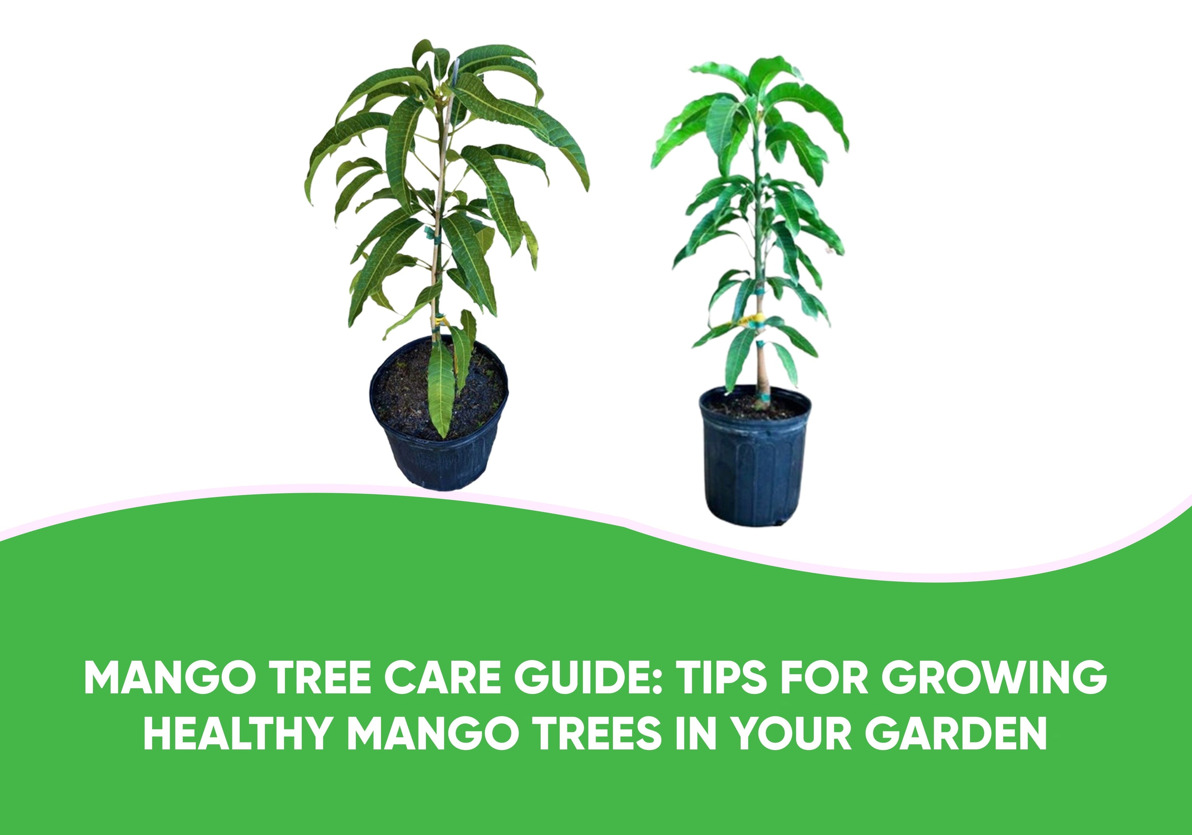 Mango Tree Care Guide: Tips for Growing Healthy Mango Trees in Your Garden