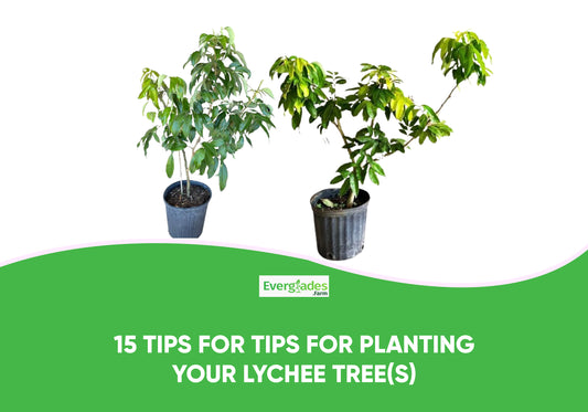 Tips for Planting Your Lychee Tree