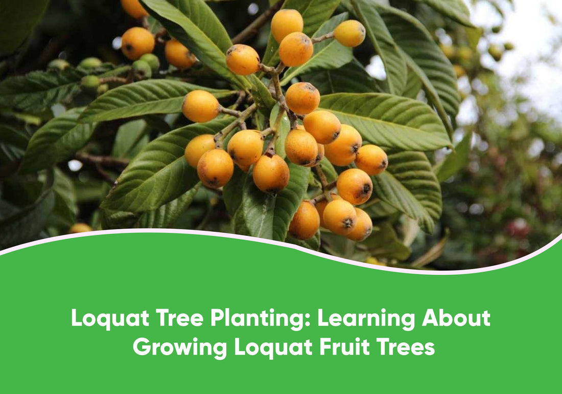 Loquat Tree Planting: Learning About Growing Loquat Fruit Trees