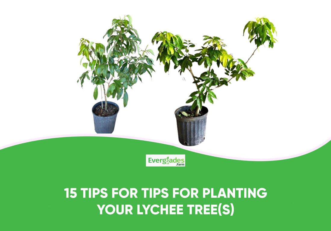 15 Tips for Tips for Planting your Lychee Tree(s)