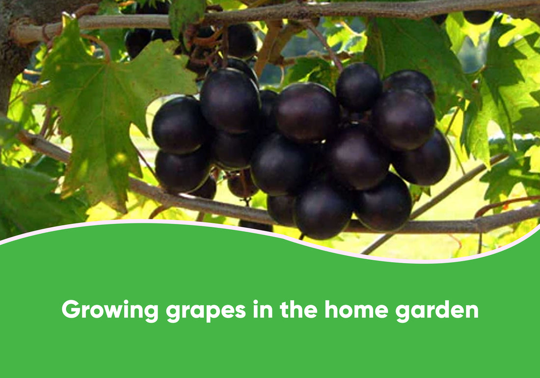 Growing Grapes In The Home Garden