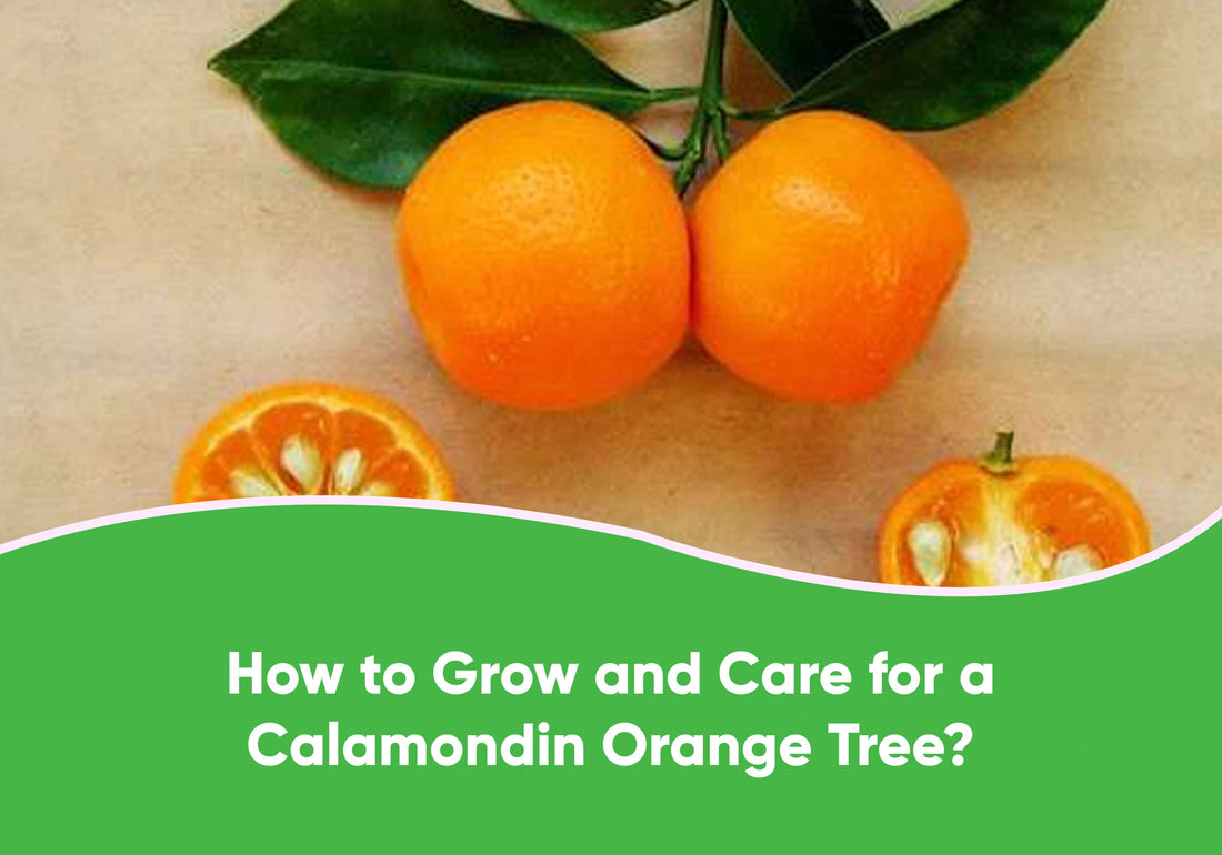 How To Grow And Care For A Calamondin Orange Tree?