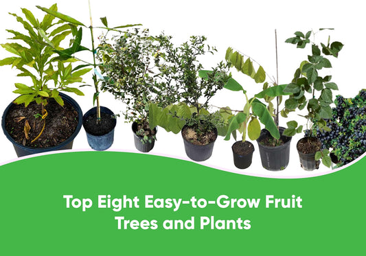Top eight easy-to-grow fruit trees and plants