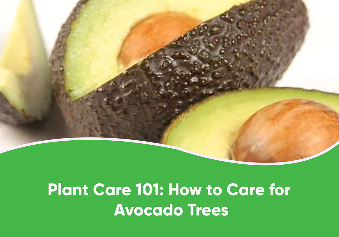 Plant Care 101: How to Care for Avocado Trees