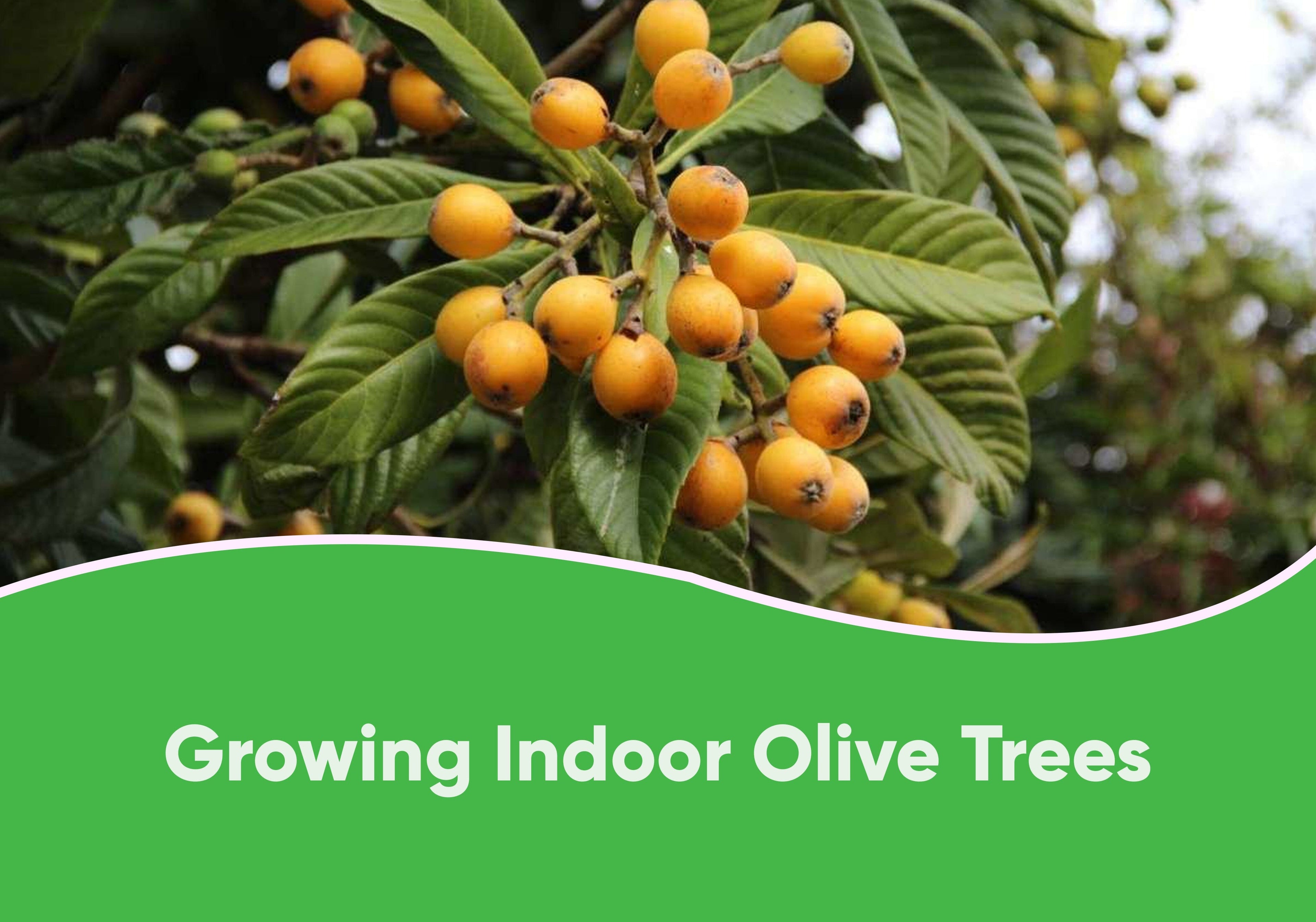 Growing Indoor Olive Trees