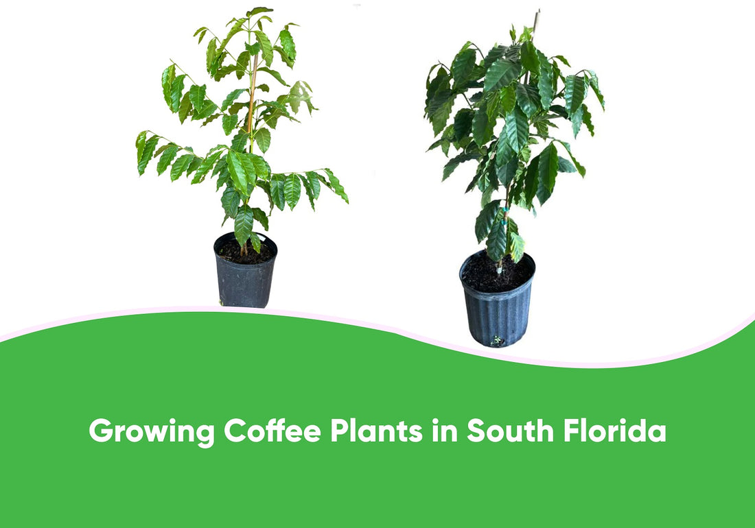 Growing Coffee Plants in South Florida
