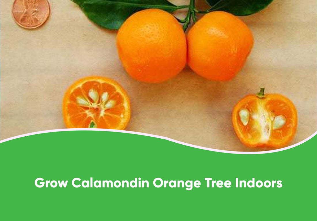 Grow Calamondin Orange Tree Indoors