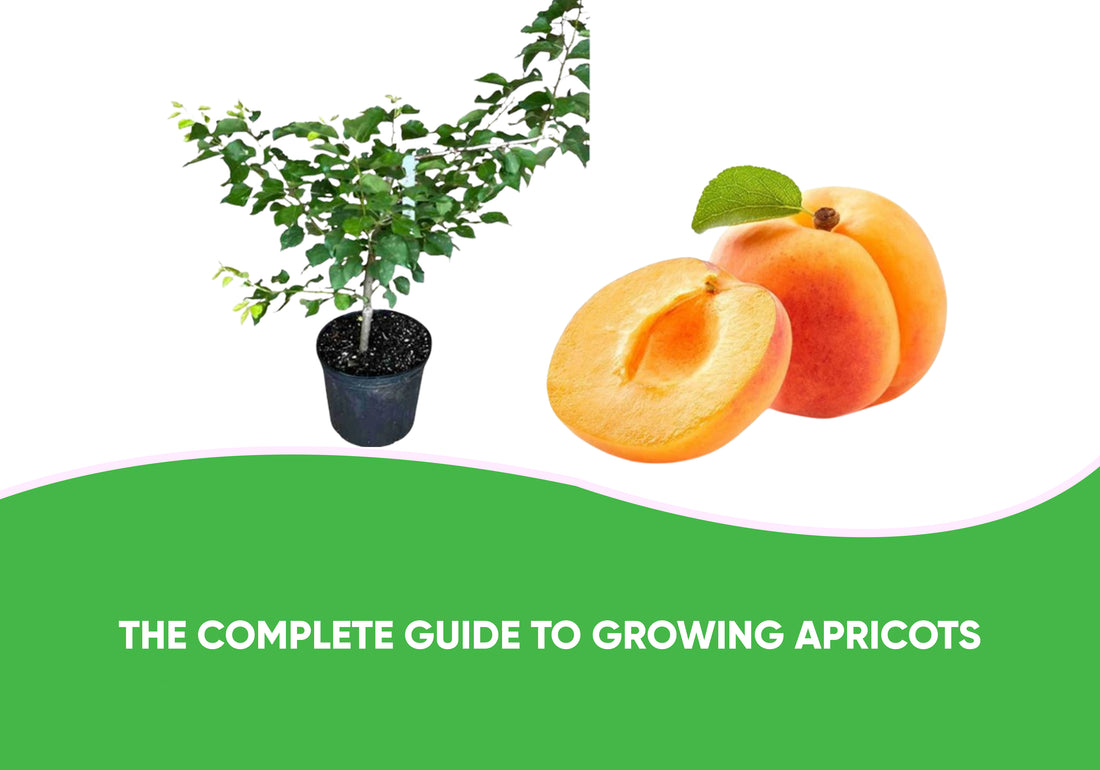 The complete guide to growing apricots