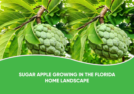 Sugar Apple Growing In The Florida Home Landscape