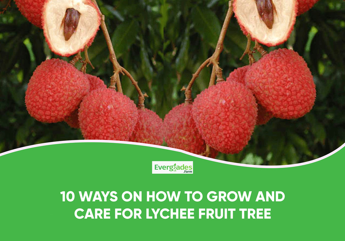 Growing Lychee Trees