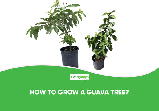 How to Grow a Guava Tree?