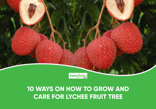 10 Ways On How To Grow And Care For Lychee Fruit Tree