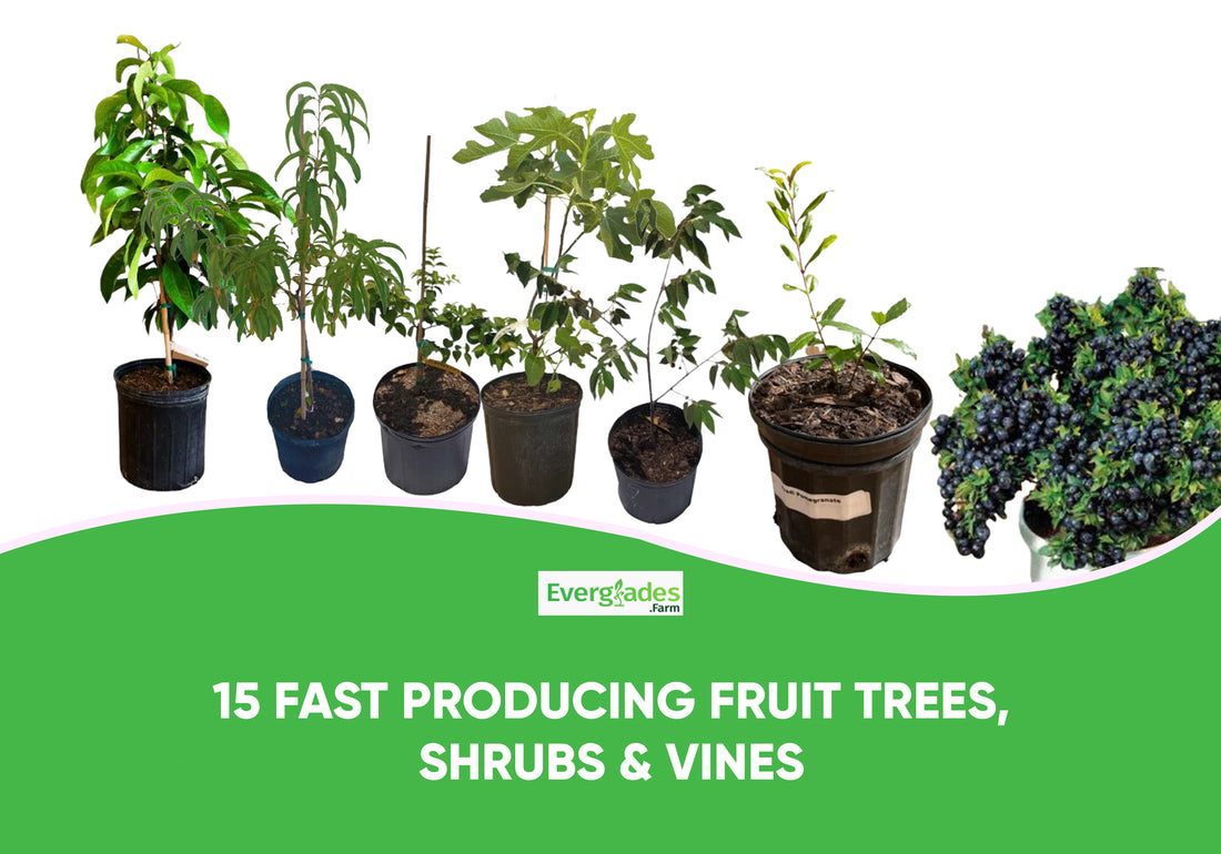 15 Fast Producing Fruit Trees, Shrubs & Vines