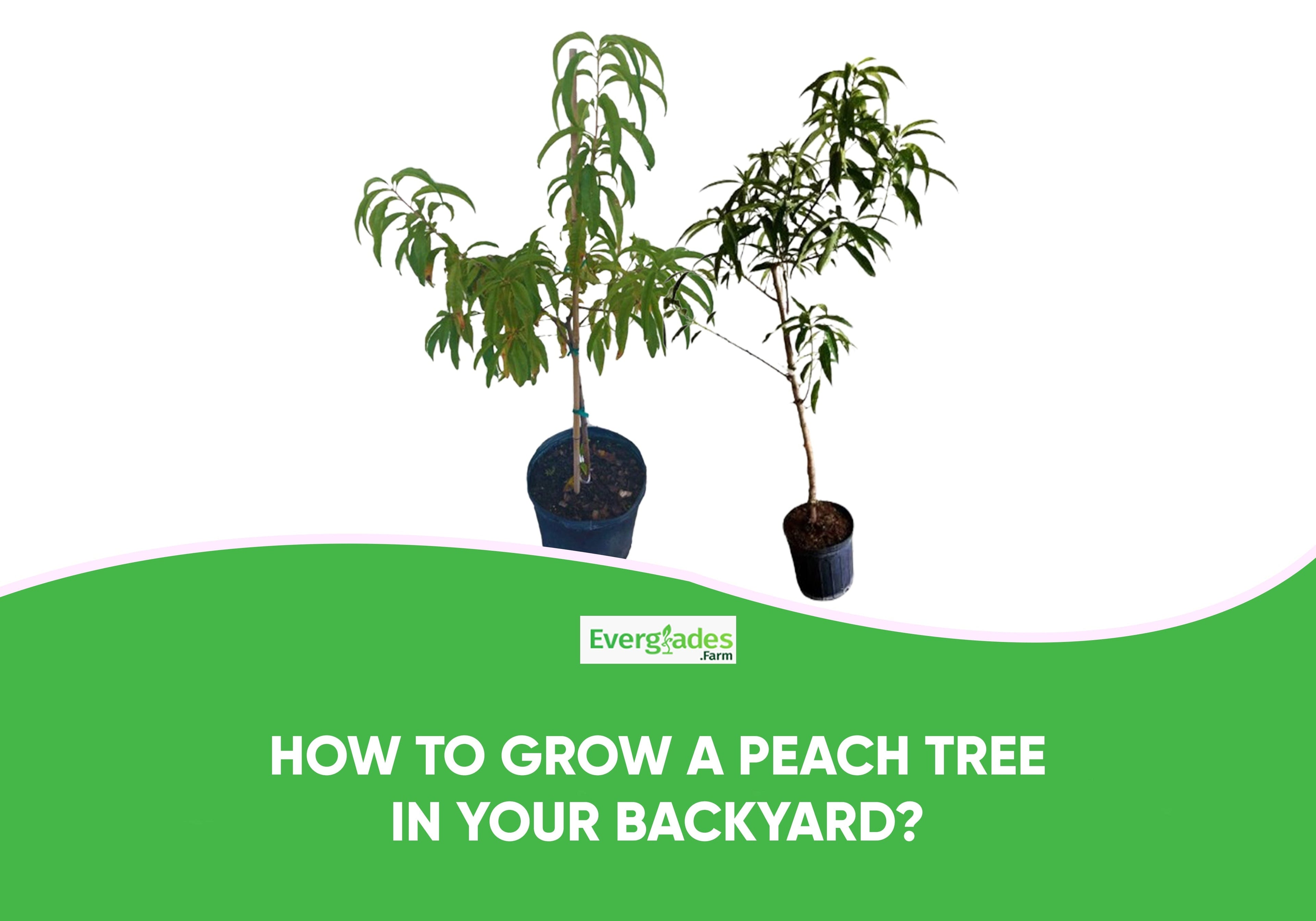 How to Grow a Peach Tree in Your Backyard?