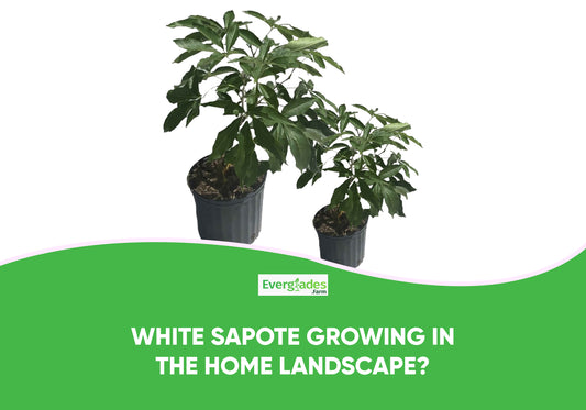 Growing White Sapote