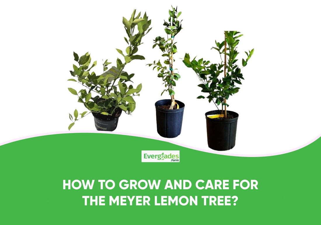 How to Grow and Care for the Meyer Lemon Tree?