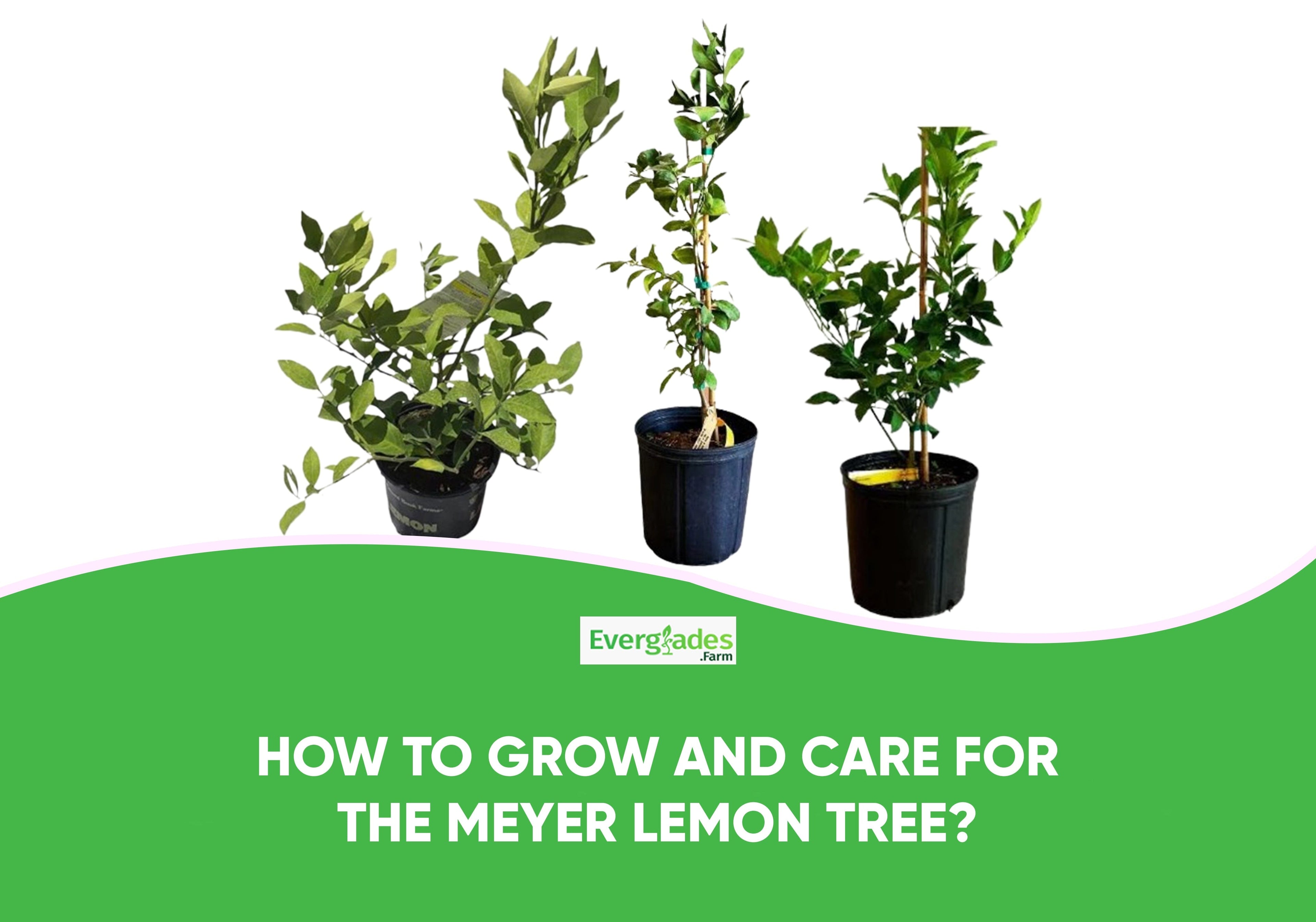 How to Grow and Care for the Meyer Lemon Tree?