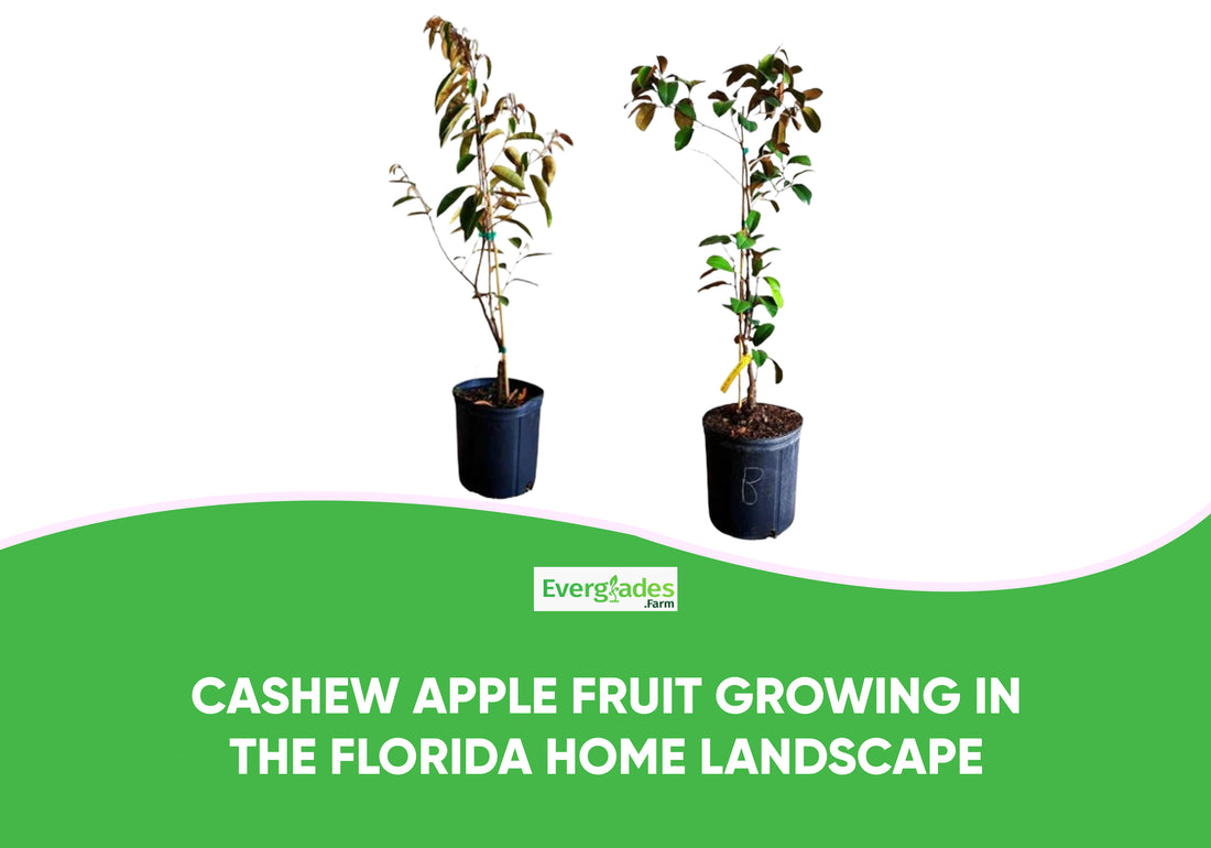 Cashew Apple Fruit Growing In The Florida Home Landscape