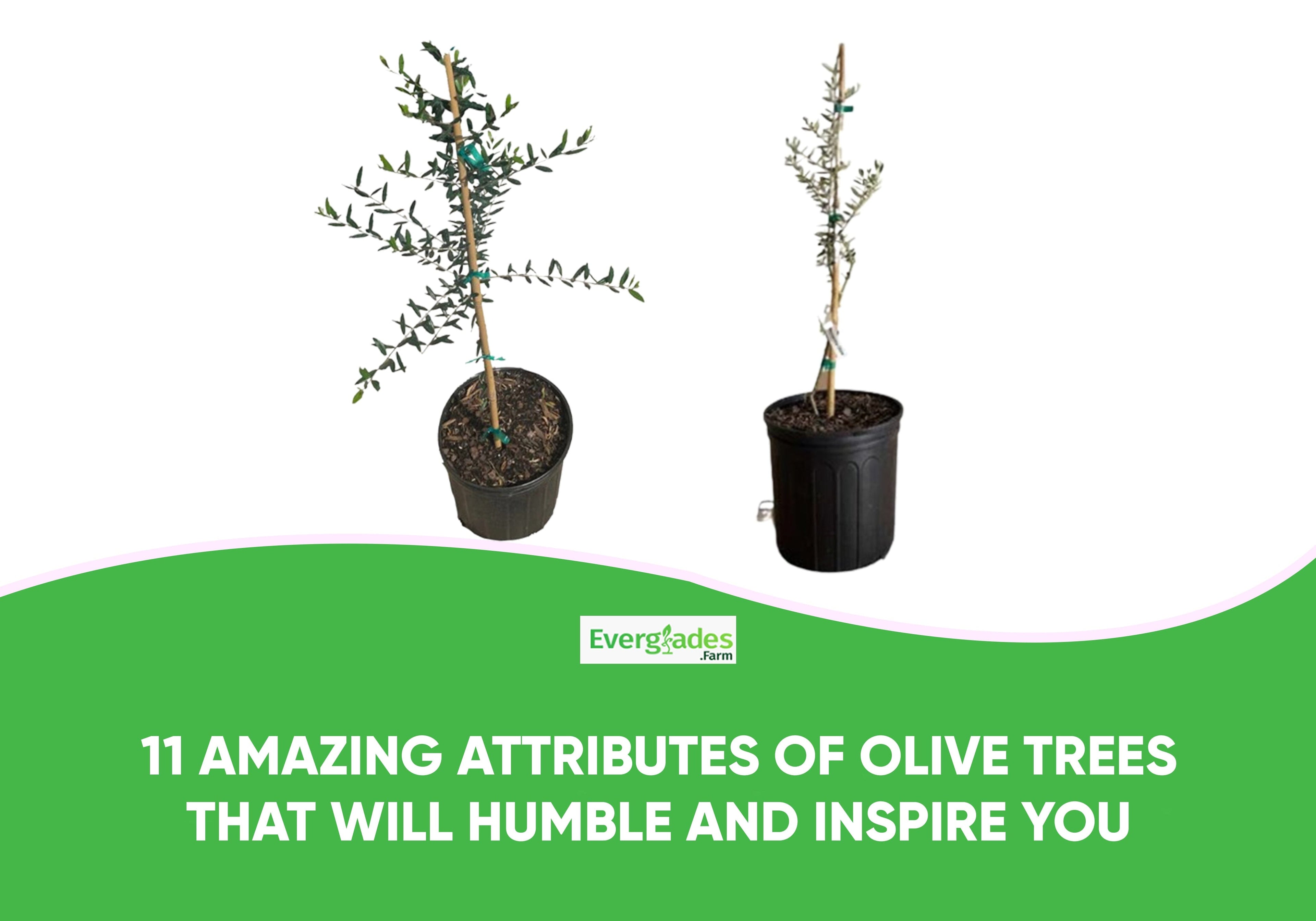 11 Amazing Attributes of Olive Trees that Will Humble and Inspire You