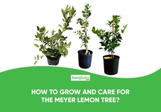 How to Grow and Care for the Meyer Lemon Tree?