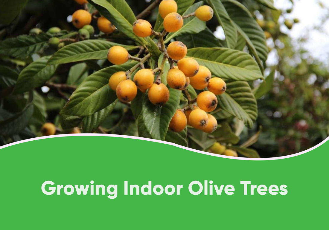 Growing Indoor Olive Trees