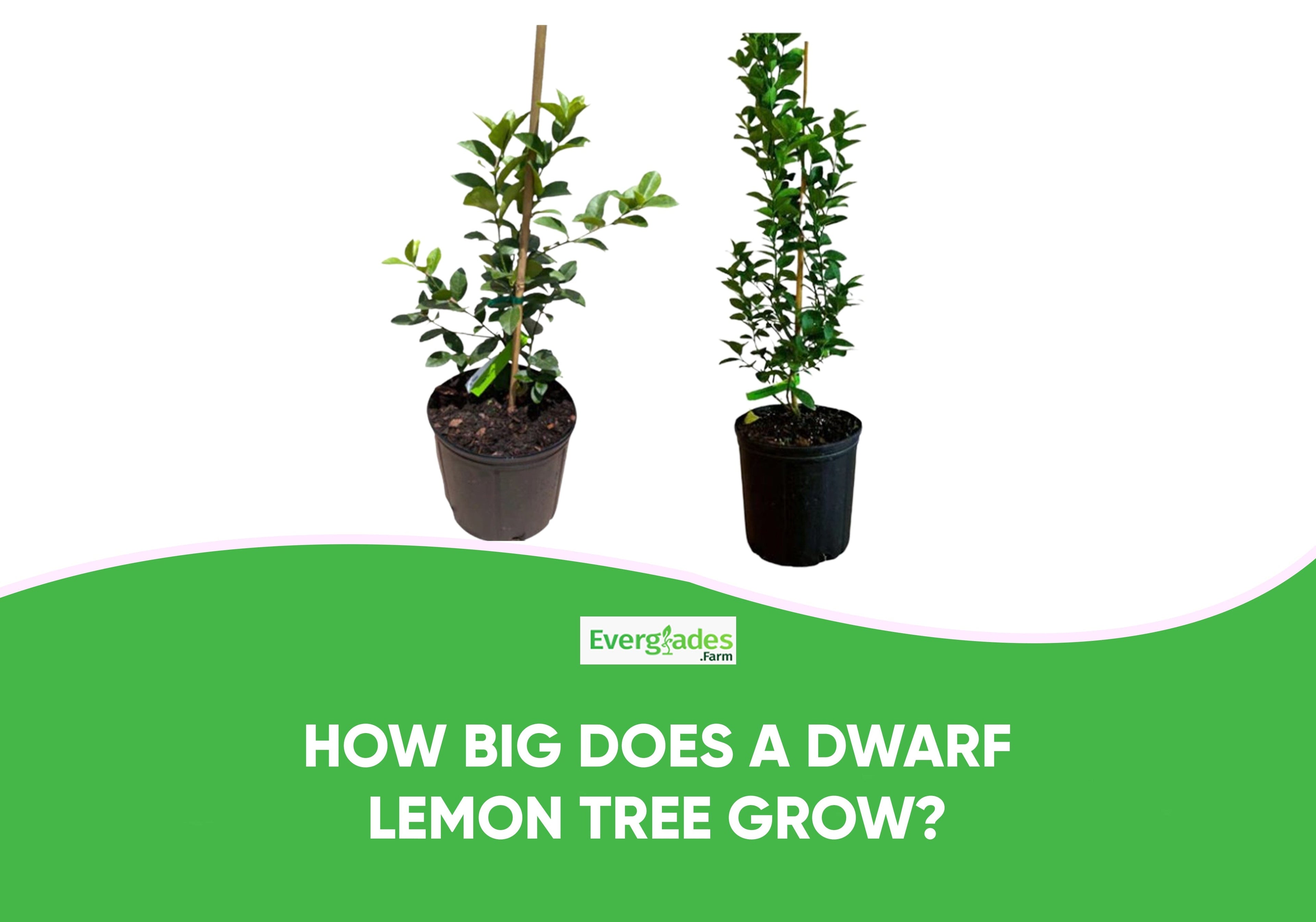How Big Does a Dwarf Lemon Tree Grow?