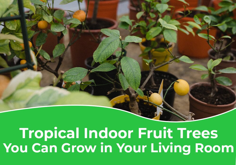 Tropical Fruit Trees You Can Grow in Your Living Room