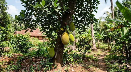 Jackfruit Tree Buying & Care Guide