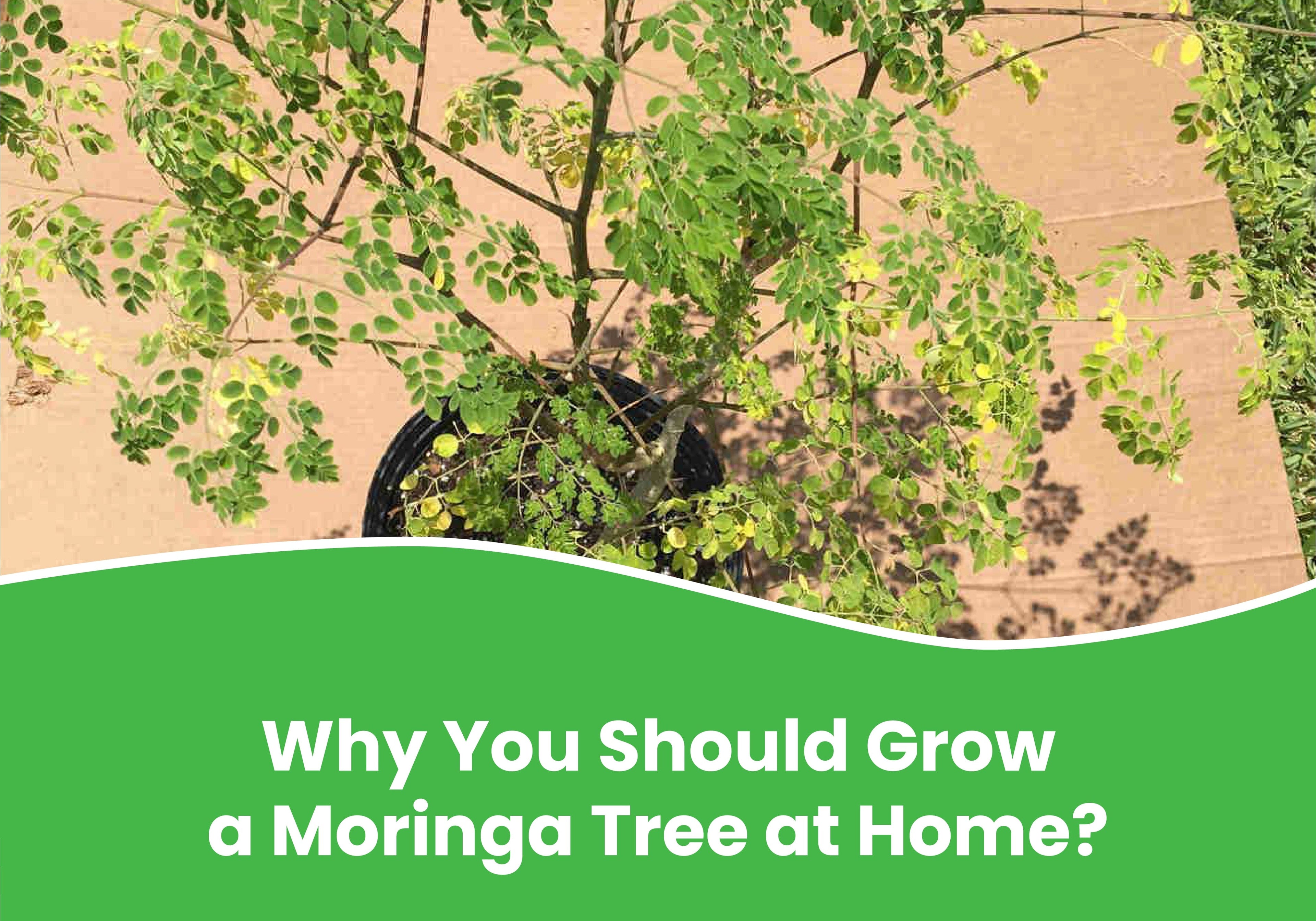 Why You Should Grow a Moringa Tree at Home?
