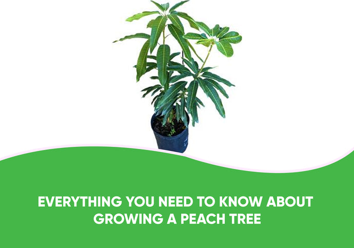 Everything You Need To Know About Growing A Peach Tree