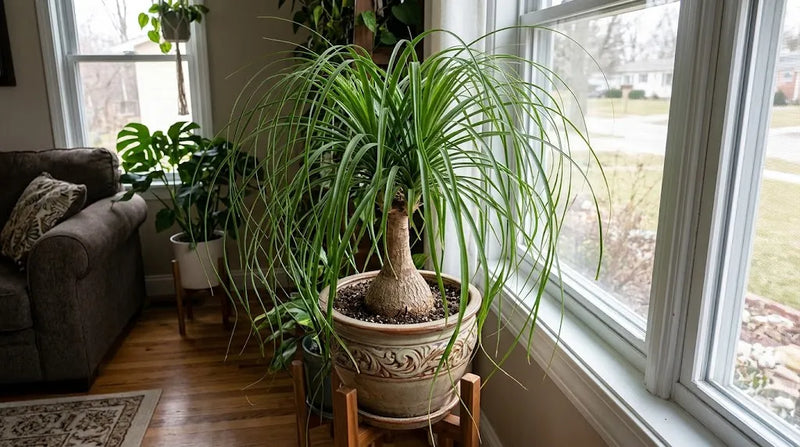 Best Indoor Palm Trees for Home and Patio