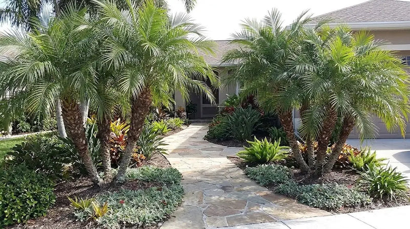 Pygmy Date Palm: Growing and Care Guide