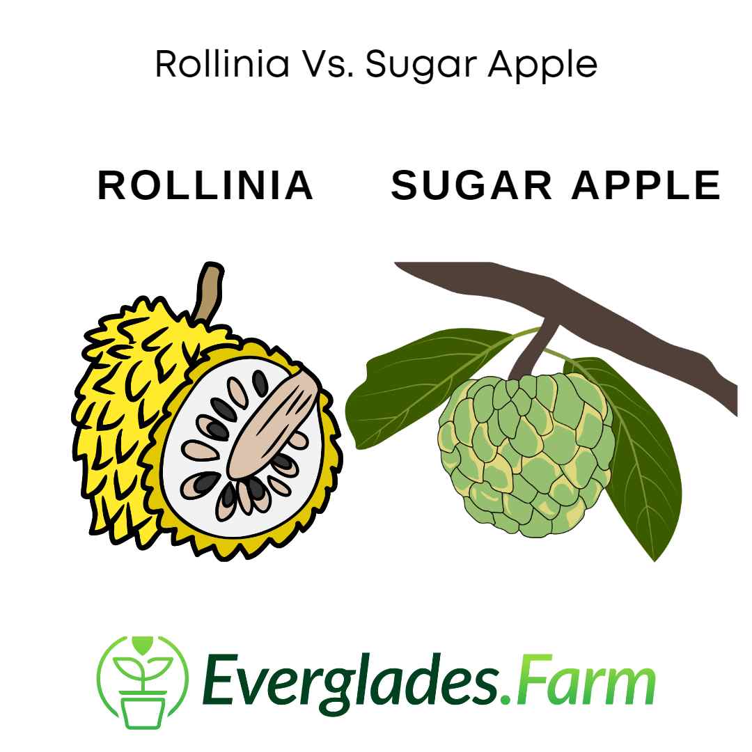 Rollinia vs. Sugar Apple: Key Differences