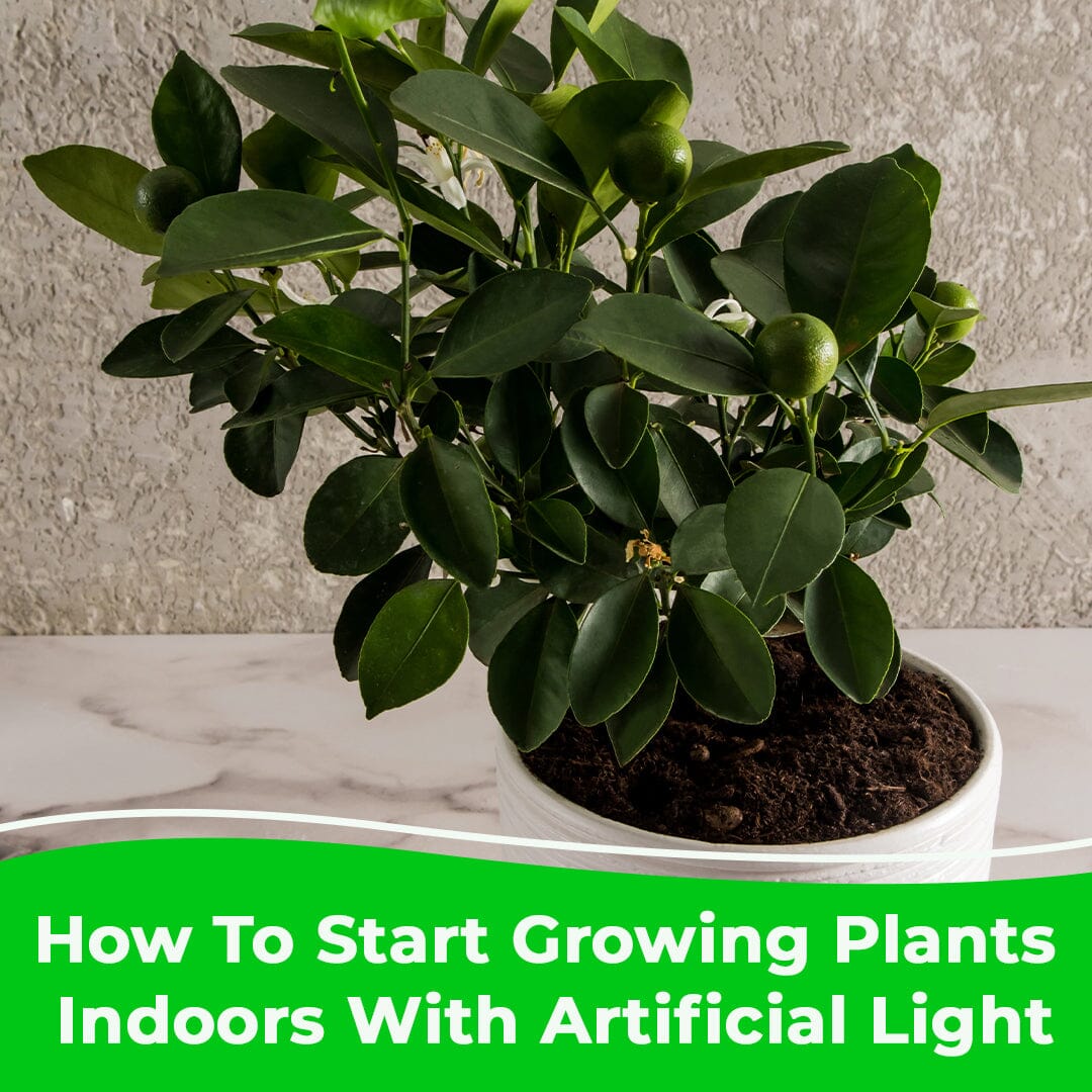 How To Start Growing Plants Indoors With Artificial Light