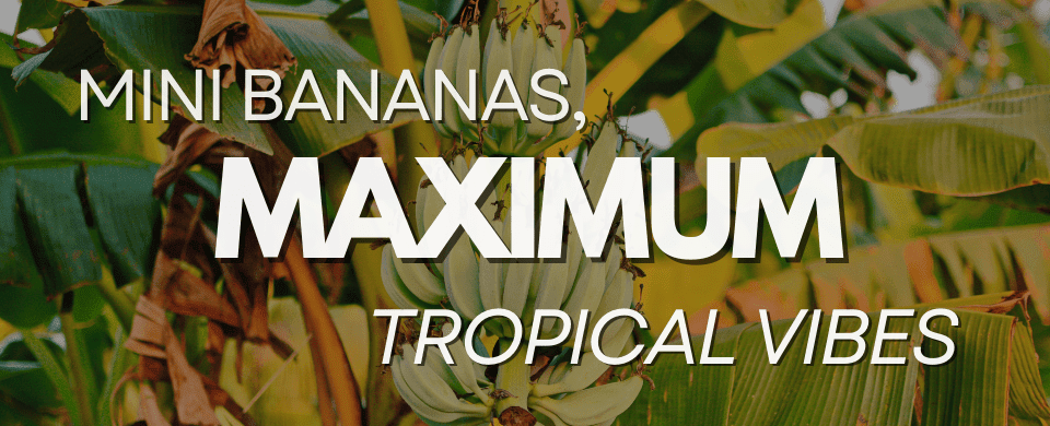 How Tall Do Dwarf Banana Trees Get? (Are They Just Houseplants or Tiny Tropical Kings?) 🍌🌱