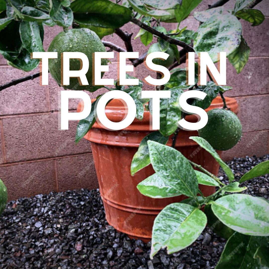 Green citrus tree growing in a pot, with healthy leaves and unripe fruit