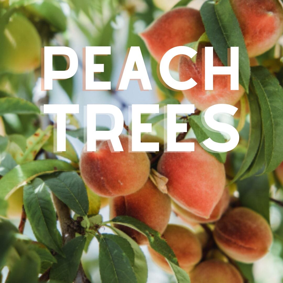 Peach Trees for Sale