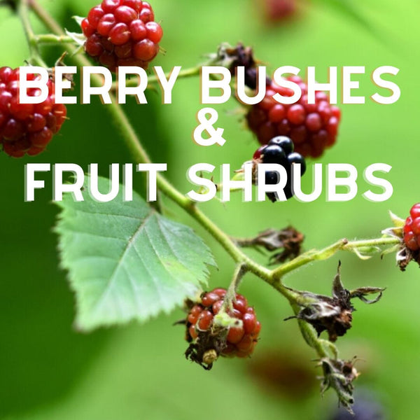 Berry Bushes & Fruit Shrubs