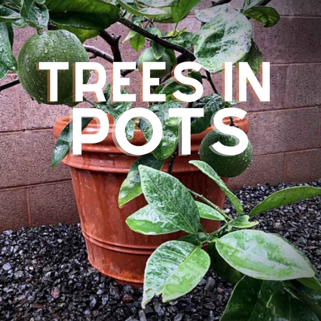 A close-up of a dwarf citrus tree in a large terracotta pot, featuring several unripe green fruits and wet, glossy green leaves covered in raindrops. The pot sits on black gravel with a reddish-brown brick wall in the background.
