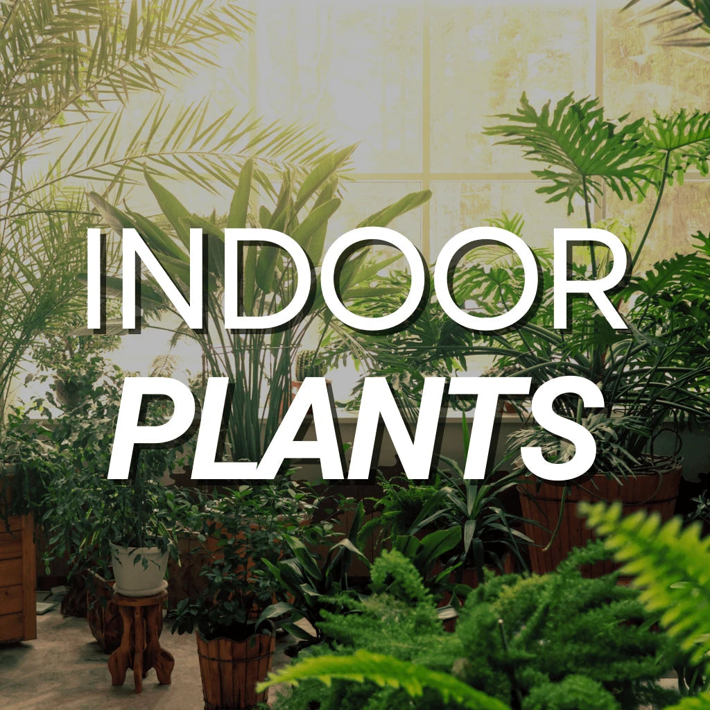Indoor Plants