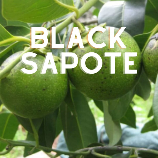 Black Sapote