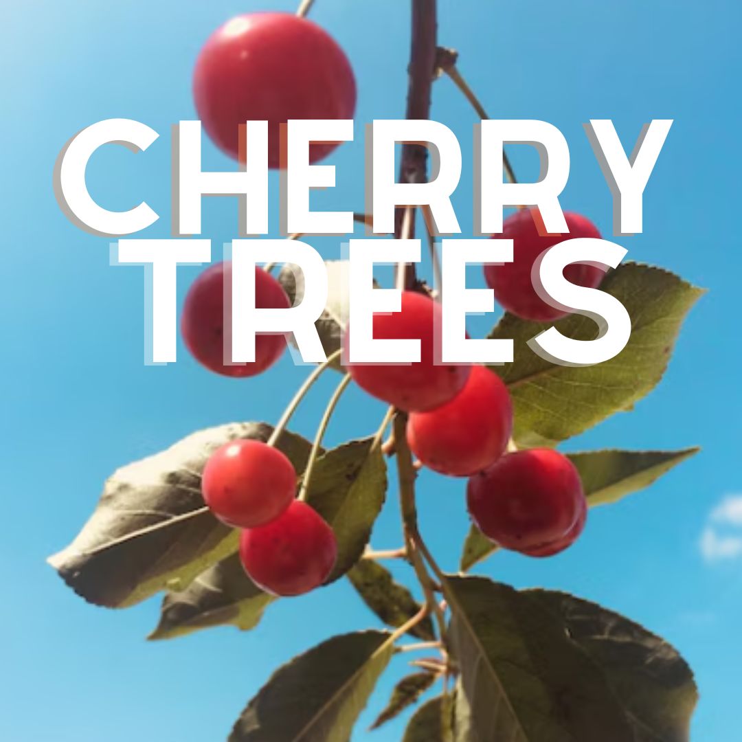 Bright red cherries on tree branch - Cherry trees for sale