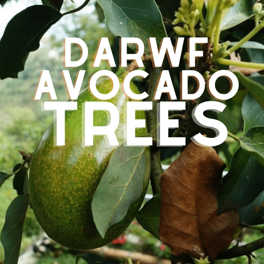 Dwarf Avocado Trees