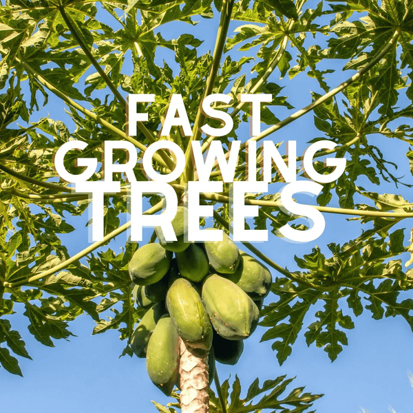 Fast Growing Trees