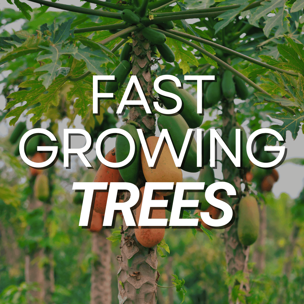 Fast Growing Trees