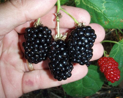 Blackberry