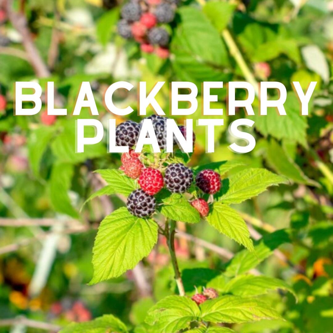 Blackberry Plants