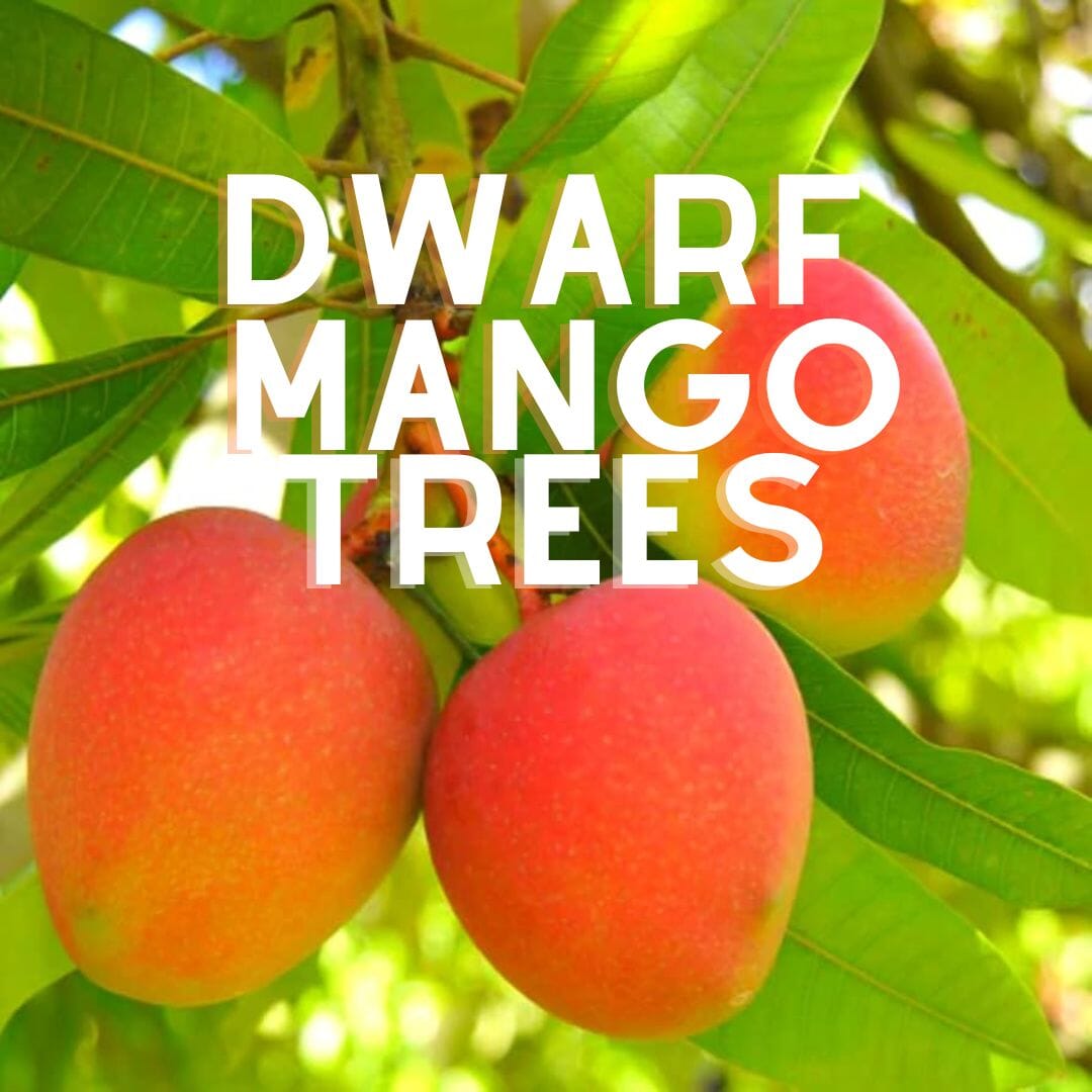 Compact Mango Tree Dwarf or Condo Mangos: Compact Mango Trees for Small Spaces ...