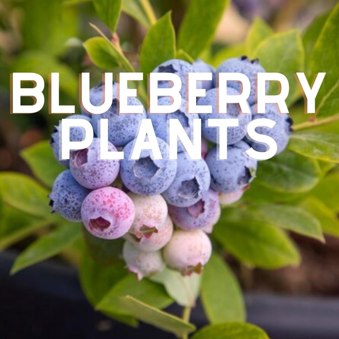 Blueberry Plants