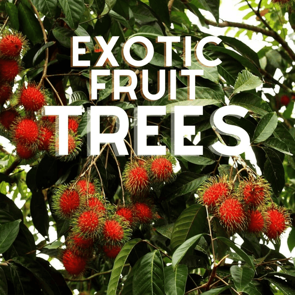 Exotic Fruit Trees